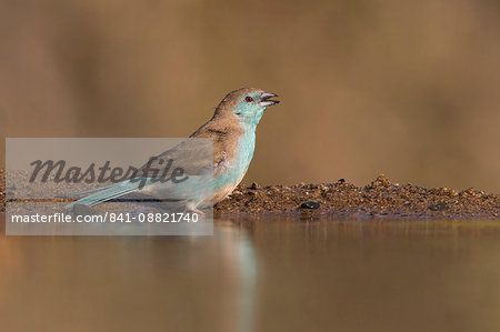 Blue waxbill (Uraeginthus angolensis), Zimanga private game reserve, KwaZulu-Natal, South Africa, Africa