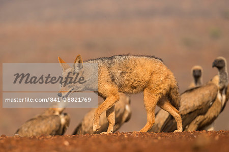 Blackbacked jackal (Canis mesomelas) with whitebacked vultures (Gyps africanus), Zimanga private game reserve, KwaZulu-Natal, South Africa, Africa Blackbacked jackal (Canis mesomelas) with whitebacked vultures (Gyps africanus), Zimanga private game reserve, KwaZulu-Natal, South Africa, Africa