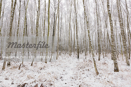 Birch Forest in Winter, Hesse, Germany