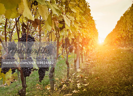 Vineyard twilight, red grapes of Nebbiolo, Barolo, Langhe, Cuneo, Piedmont, Italy