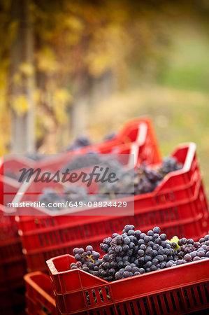 Crates of red grapes of Nebbiolo, Barolo, Langhe, Cuneo, Piedmont, Italy