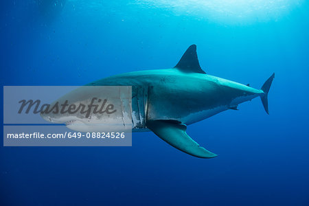 White shark approaches a piece of bait in front of a cage placed for divers, Guadalupe island, Mexico