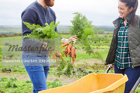 Couple on farm harvesting carrots