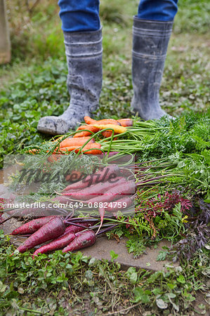 Cropped view of man harvesting carrots