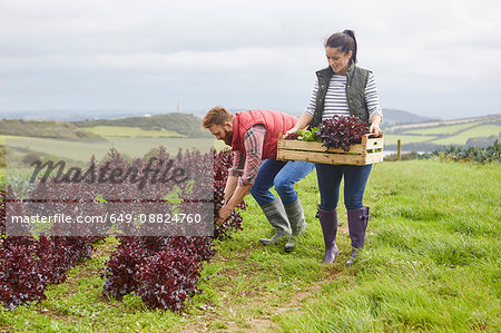 Couple on farm harvesting lettuce