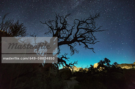 Silhouette of joshua tree and starry night sky, Joshua Tree national park, California, USA