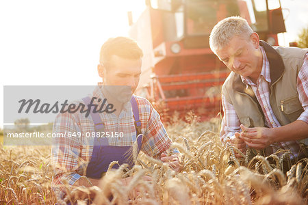 Farmers in wheat field quality checking wheat