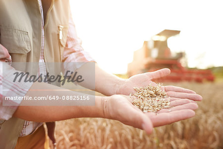 Cropped view of farmer in wheat field holding wheat grains