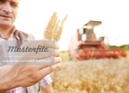 Farmer in wheat field holding ear of wheat