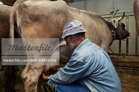 Senior male dairy farmer milking cow in shed, Sattelbergalm, Tyrol, Austria