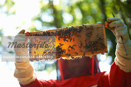 Beekeeper holding hive frame in front her