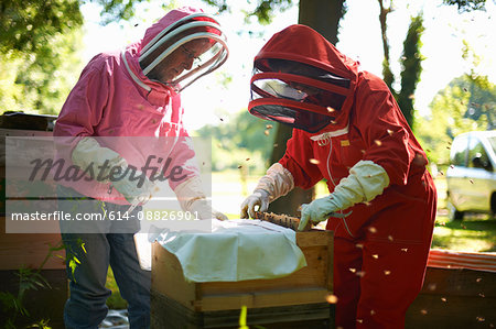 Two beekeepers lifting frame from bee hive