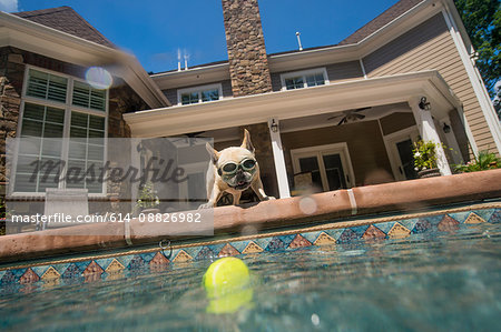Dog wearing goggles looking into pool, house in background, Berkeley Heights, New Jersey, USA