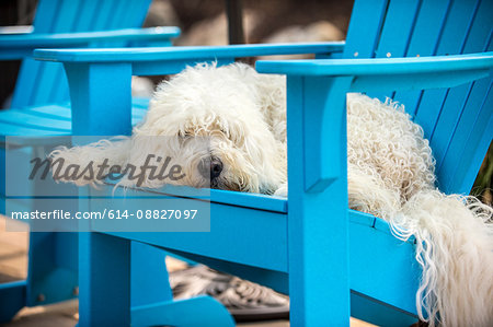 Portrait of English Goldendoodle, lying on chair