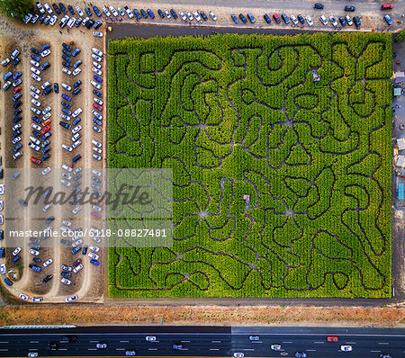 Corn Maze, Petaluma Pumpkin Patch, an aerial view of the maze, hedges and paths. Cars parked.