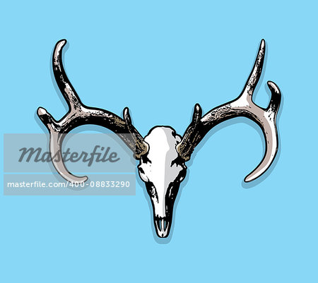 The skull and antlers of a whitetail deer as a european mount illustration. Vector EPS 10 available.