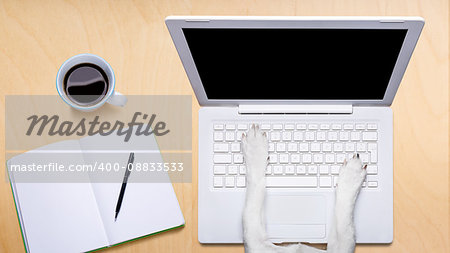 jack russell dog office worker ,  black glasses typing in a  pc computer laptop,  isolated on desk  background, coffee mug on table