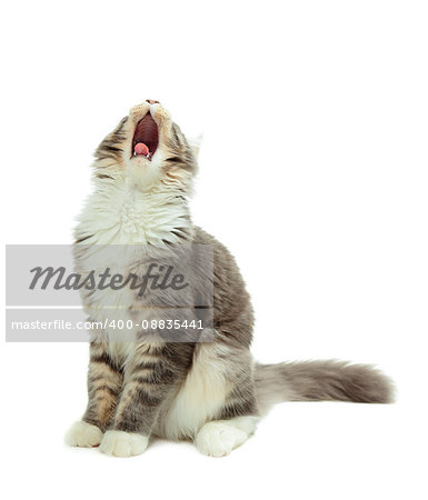 Kitten of Maine coon with open mouth on white background