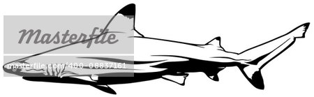 Blacktip Reef Shark - Black Outline Illustration, Vector