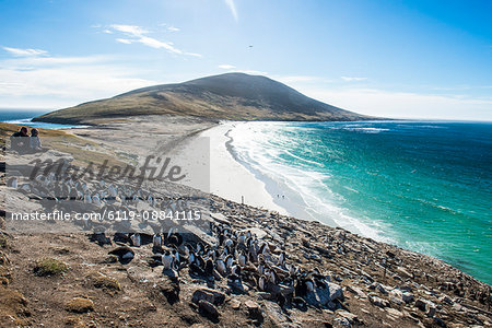 Southern rock hopper penguin colony (Eudyptes chrysocome) with the Neck isthmus in the background, Saunders Island, Falklands, South America