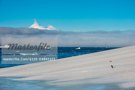 Little gentoo penguin walking on a glacier, Brown Bluff, Antarctica, Polar Regions