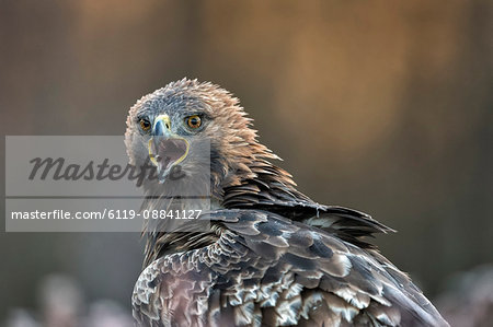Golden eagle (Aquila chrysaetos), Sweden, Scandinavia, Europe Golden eagle (Aquila chrysaetos), Sweden, Scandinavia, Europe