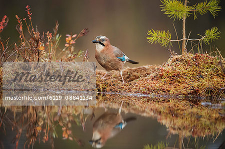 Jay (Garrulus glandarius), Sweden, Scandinavia, Europe