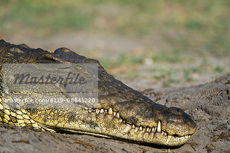 A Nile crocodile (Crocodylus niloticus) on a river bank, Chobe National Park, Botswana, Africa