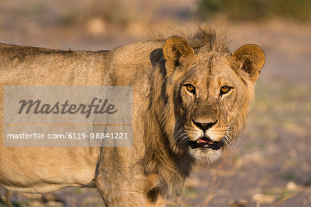 Portrait of a lion (Panthera leo), Savuti marsh, Chobe National Park, Botswana, Africa