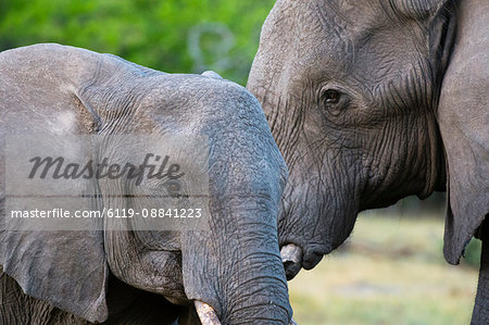 Two African elephants (Loxodonta africana) female and a sub-adult, Khwai Concession, Okavango Delta, Botswana, Africa