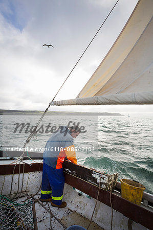 Traditional sustainable oyster fishing. A fisherman on a sailing boat sorting the oyster catch