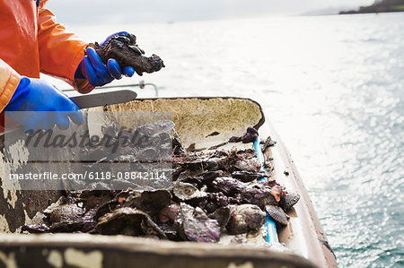 A fisherman working on a boat deck, sorting out oysters and other shellfish. Traditional sustainable oyster fishing on the River Fal.