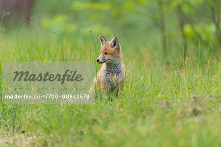 Portrait of Young Red Fox (Vulpes vulpes) Sitting in Grass, Germany
