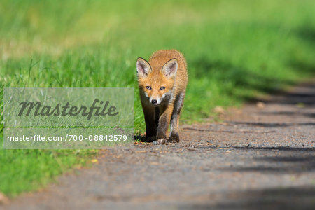 Young Red Fox (Vulpes vulpes) Walking on Path, Germany