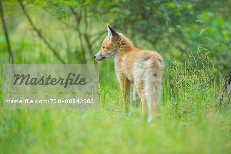 Young Red Fox (Vulpes vulpes) in Grass, Germany