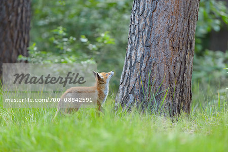 Young Red Fox (Vulpes vulpes) Looking up at Tree Trunk, Germany