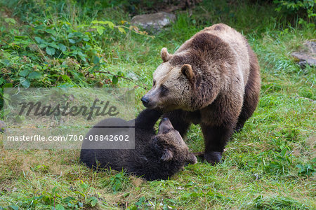 European Brown Bear (Ursus arctos) Mother with Cub, Bavaria, Germany