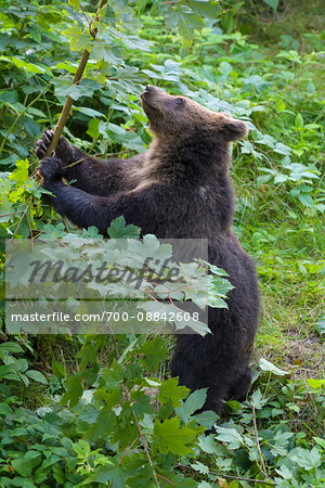 European Brown Bear Cub (Ursus arctos) Playing with Branch, Bavaria, Germany