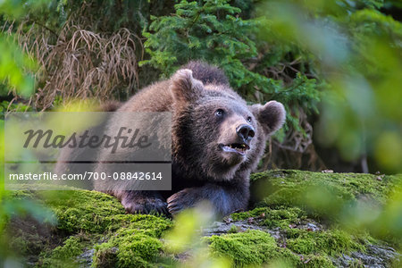 Portrait of European Brown Bear Cub (Ursus arctos), Bavaria, Germany