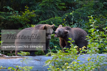 European Brown Bear Cubs (Ursus arctos) Playing on Tree Trunk, Bavaria, Germany