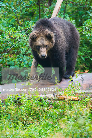 European Brown Bear Cub (Ursus arctos) on Tree Trunk, Bavaria, Germany