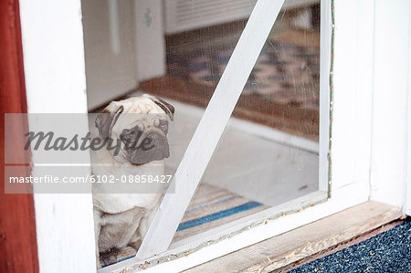 Pug looking through window