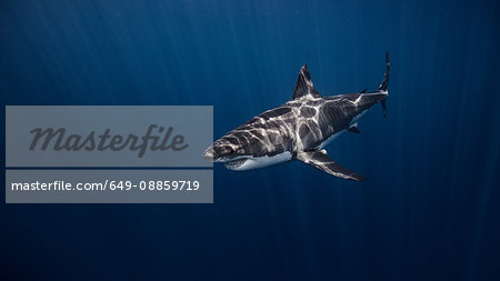 Great White shark, underwater view