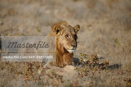 Lion lying in arid plain, Namibia, Africa