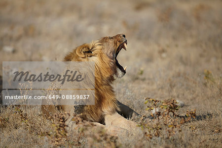 Lion lying with mouth open in arid plain, Namibia, Africa