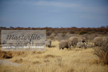 Herd of adult and juvenile elephants walking in arid plain, Namibia, Africa