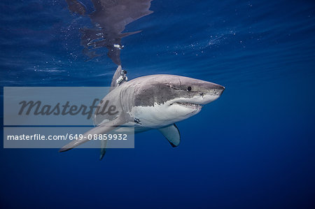 Great white shark, underwater view, Guadalupe Island, Mexico