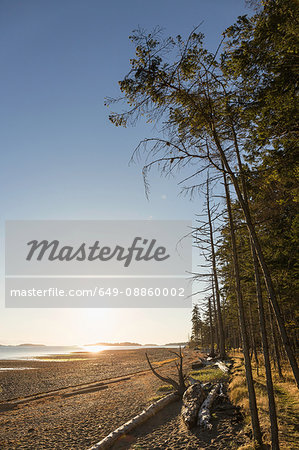 Beach and forest at sunrise, Rathrevor Beach Provincial Park, Vancouver Island, British Columbia, Canada