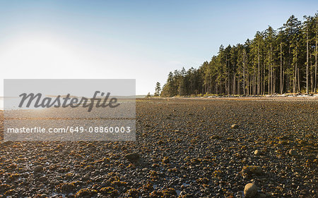 Beach and forest at sunrise, Rathrevor Beach Provincial Park, Vancouver Island, British Columbia, Canada
