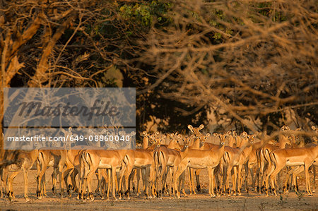 Watchful herd of impala (Aepyceros melampus),  Mana Pools National Park, Zimbabwe